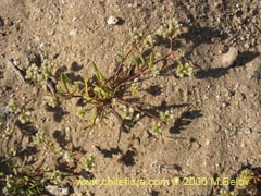 Image of Unidentified Plant #2387 ()