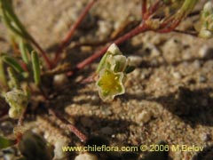 Image of Unidentified Plant #2387 ()