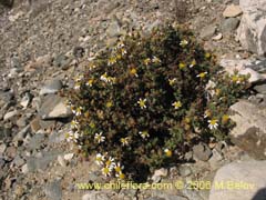 Image of Unidentified Plant #2389 ()