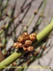 Image of Ephedra breana ()