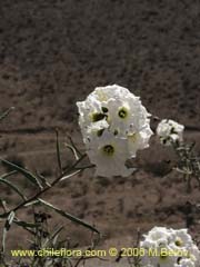 Image of Cordia decandra (Carboncillo/Carbn)