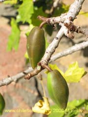 Image of Carica chilensis (Papayo silvestre/Palo gordo)