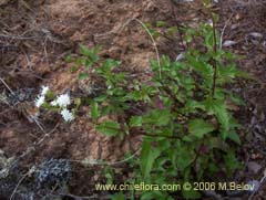 Bild von Ageratina glechonophylla (Barba de viejo)