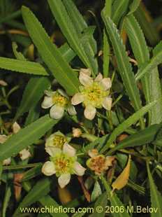 Photograph of Kageneckia angustifolia