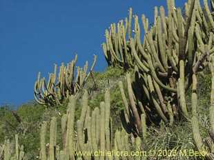 Фотография Echinopsis chiloensis