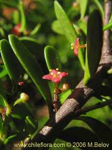 Photograph of Maytenus disticha