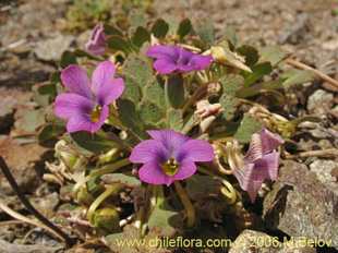 Photograph of Viola sp. #1551