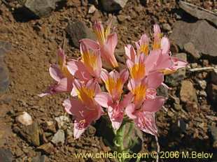 Photograph of Alstroemeria ligtu ssp. incarnata