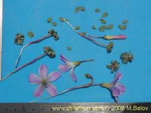 Photograph of Oxalis adenophylla