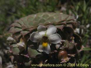 Viola atropurpurea의사진