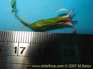 Bild von Leucheria sp. El Morillo
