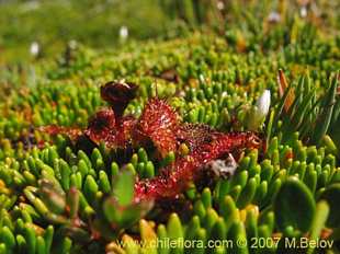 Photograph of Drosera uniflora