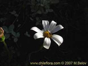 Photograph of Senecio trifurcatus