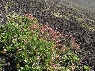 Photograph of Silene andicola