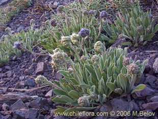 Photograph of Phacelia secunda