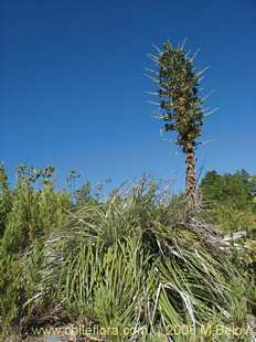 Photograph of Puya berteroniana