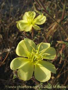 Oenothera sp.的照片