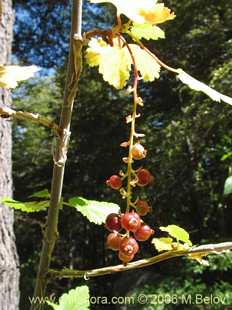 Photograph of Ribes trilobum