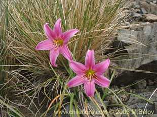 Фотография Rhodophiala rhodolirion