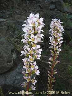 Photograph of Francoa appendiculata