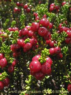 Photograph of Empetrum rubrum