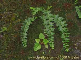 Photograph of Coriaria ruscifolia