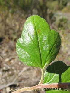 Photograph of Ribes punctatum