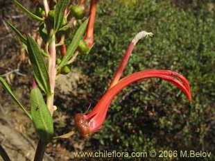 Photograph of Lobelia excelsa