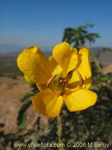 Photograph of Senna candolleana