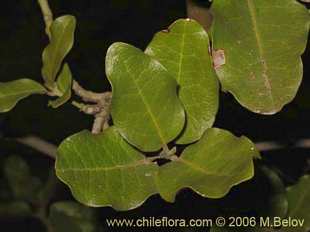Photograph of Beilschmiedia miersii