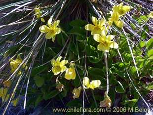 Photograph of Viola reichei