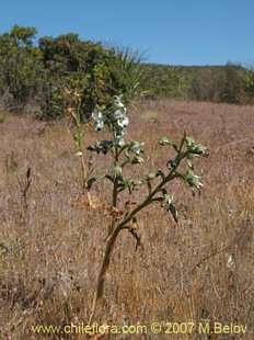 Фотография Chloraea galeata