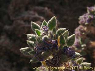 Especie aleatoria