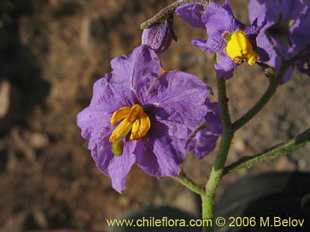 Photograph of Solanum maritimum