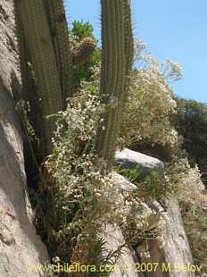 Photograph of Gnaphalium sp. #1358