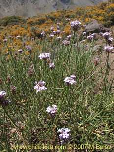 Photograph of Verbena #1024
