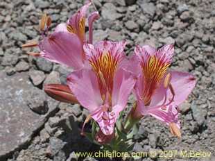 Bild von Alstroemeria exerens