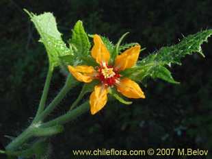 Photograph of Loasa acerifolia