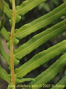 Photograph of Blechnum magellanicum