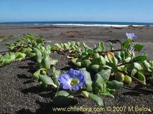 Photograph of Nolana paradoxa