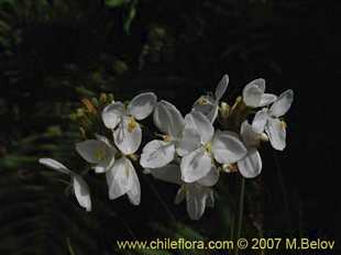 Libertia chilensisの写真
