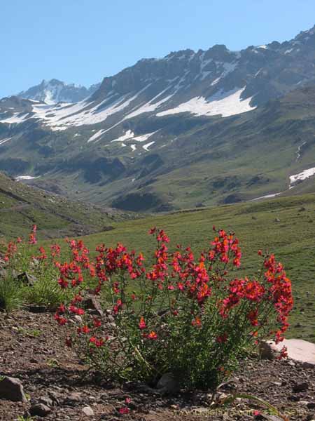 Imagen de paisaje chileno