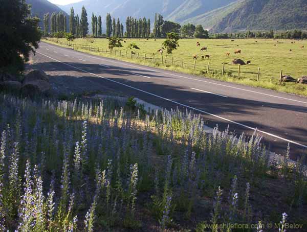 Image of a Chilean landscape