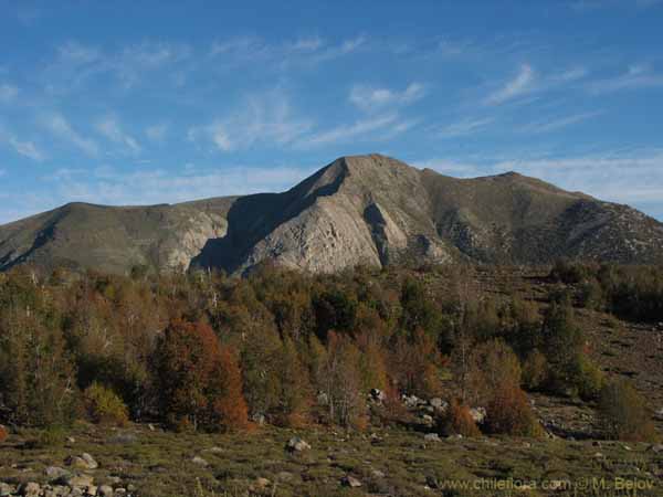 Image of a Chilean landscape