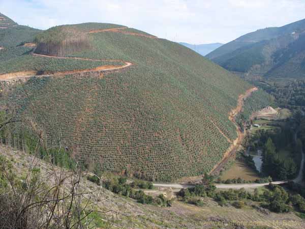 Image of a Chilean landscape