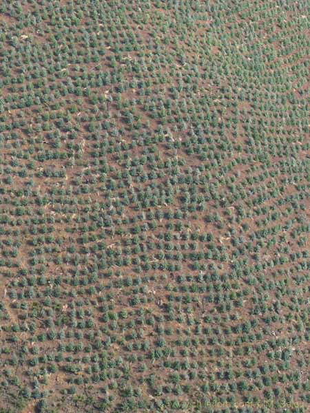 Imagen de paisaje chileno