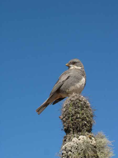 Bild von chilenischen Landschaften
