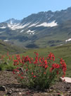Nature Gift:Schizanthus flowers at Paso Vergara