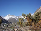 Image of Adesmias in Embalse Yeso Valley.