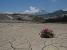 A solitary flower on a dry river bed, Mondaca, Radal Siete Tazas, Chile.